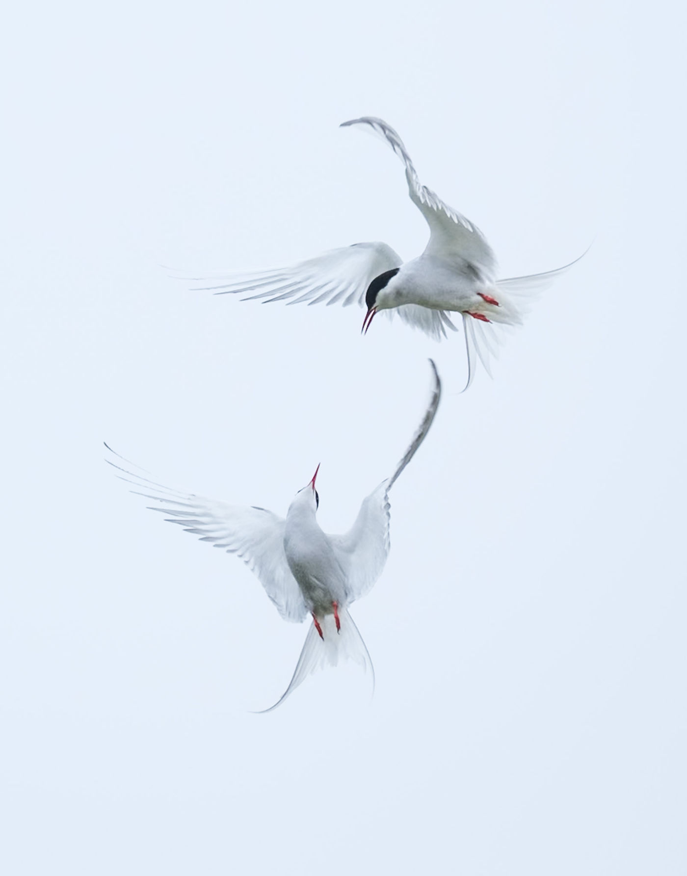 © Jeffrey Van Daele