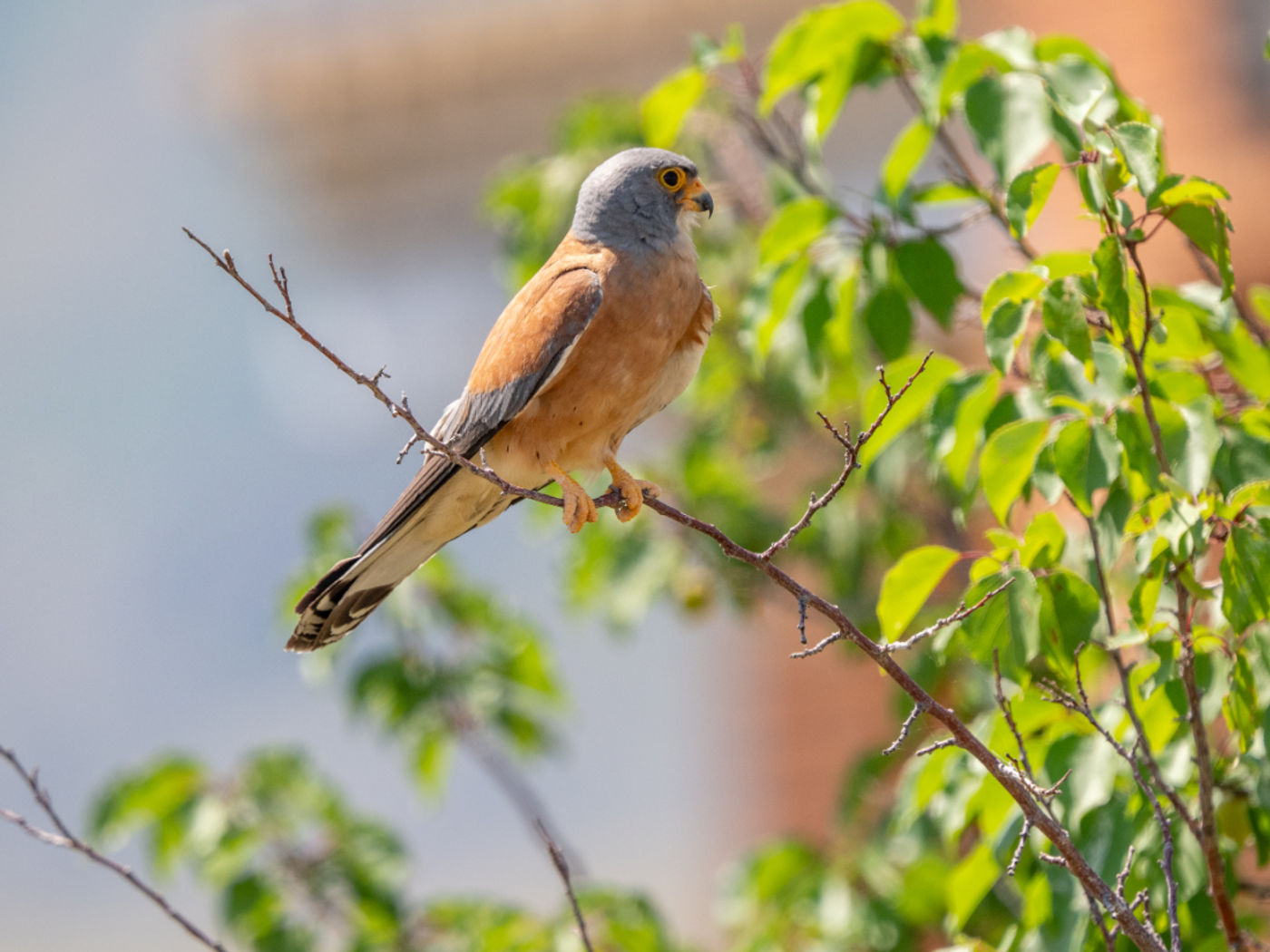 Lesser kestrel © Machiel Valkenburg