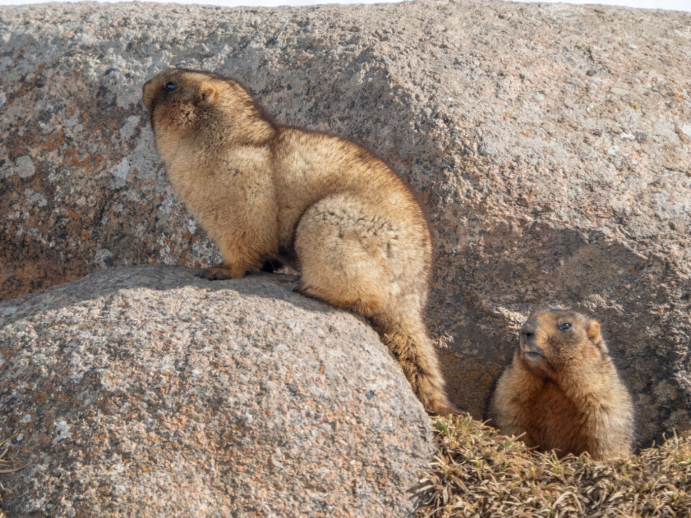 Altaimarmot © Machiel Valkenburg