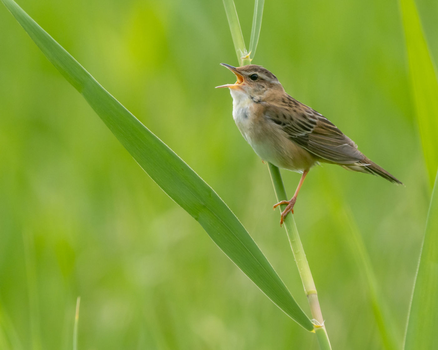 Pallas´s grasshopper warbler © Machiel Valkenburg