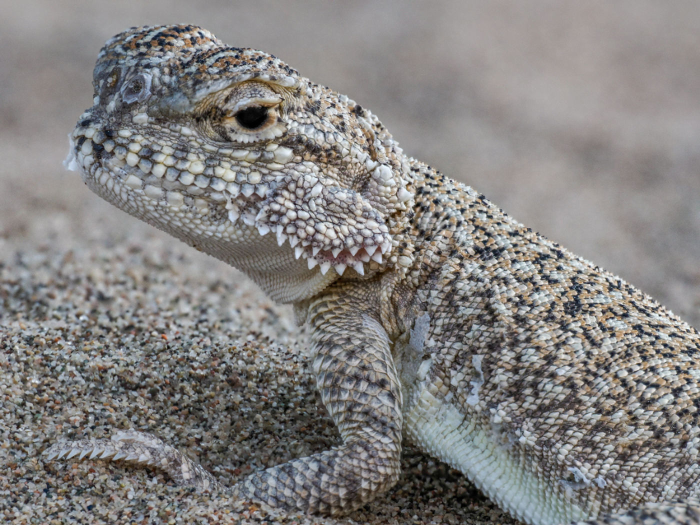 European toad-headed agama © Machiel Valkenburg