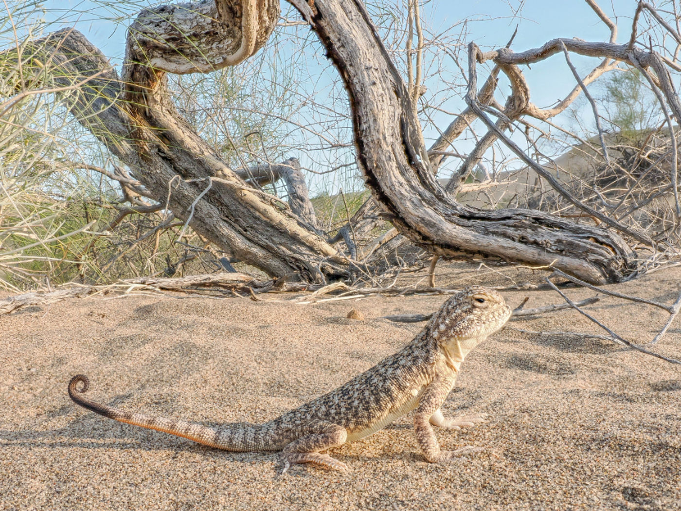 European toad-headed agama © Machiel Valkenburg