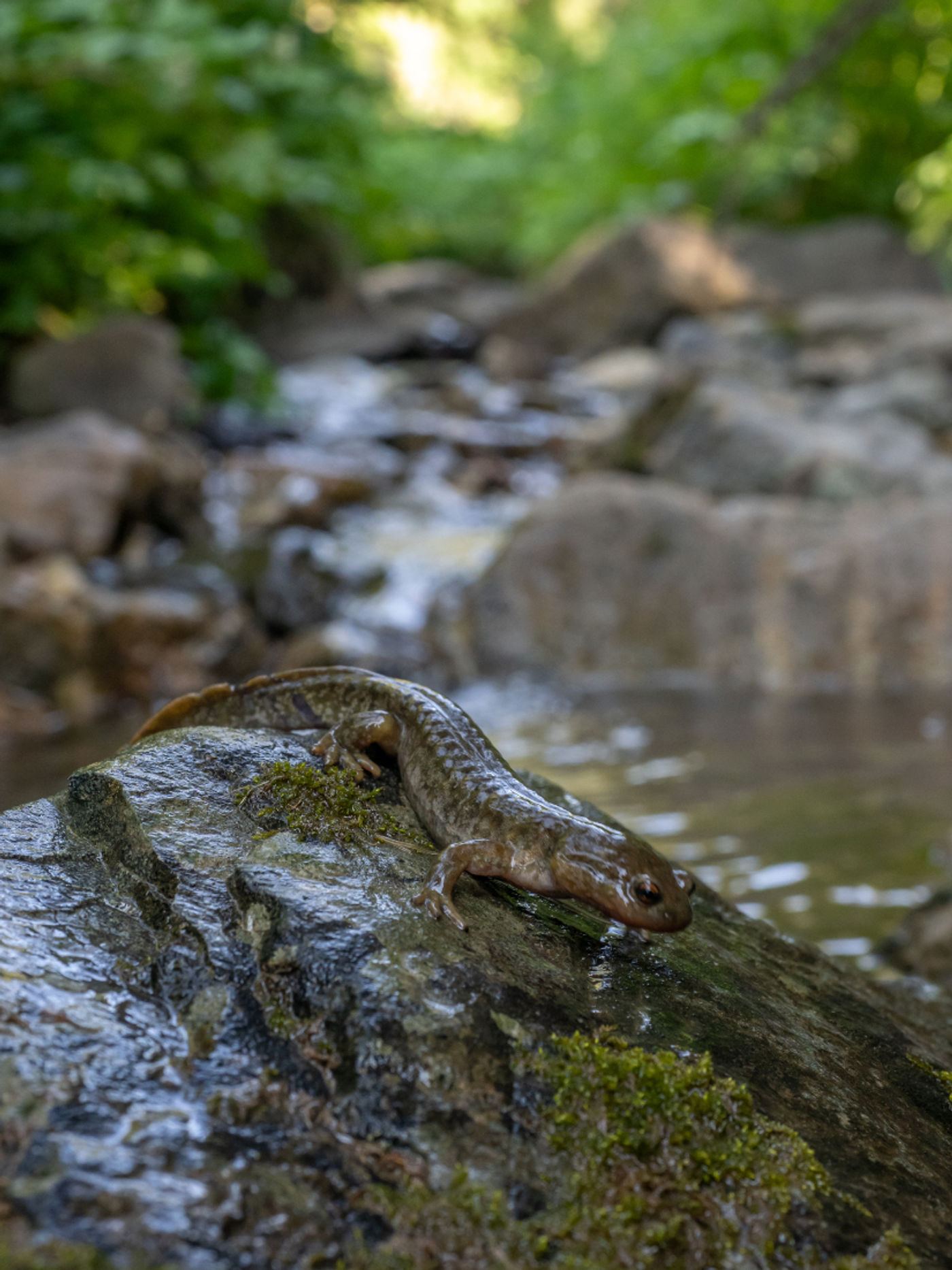 Semirechensk salamander © Machiel Valkenburg