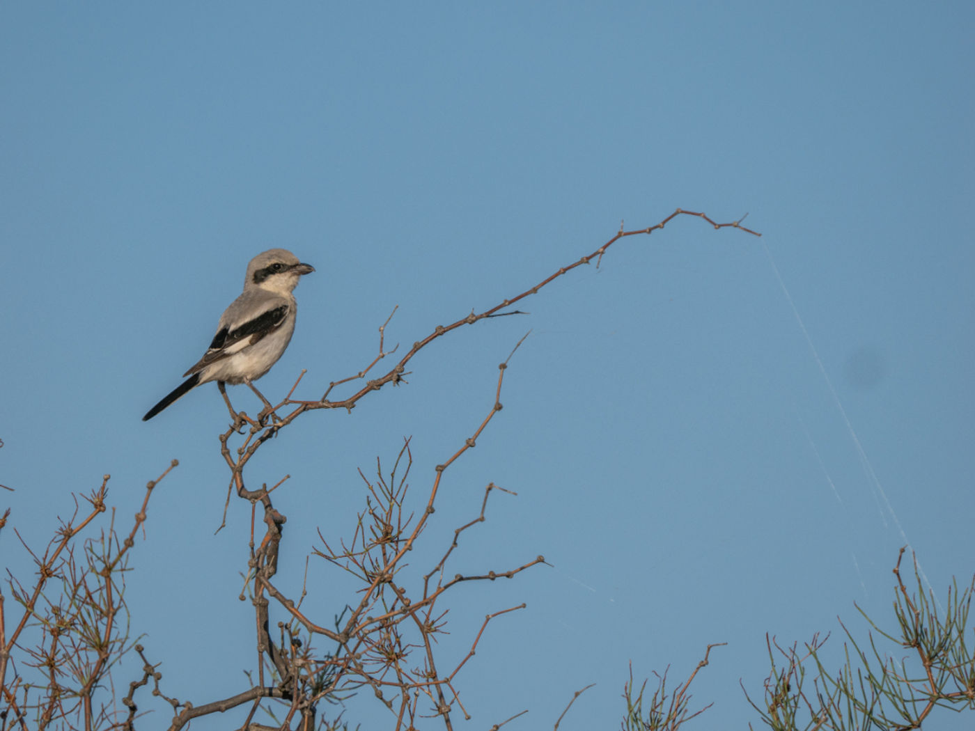 Steppe grey shrike © Machiel Valkenburg