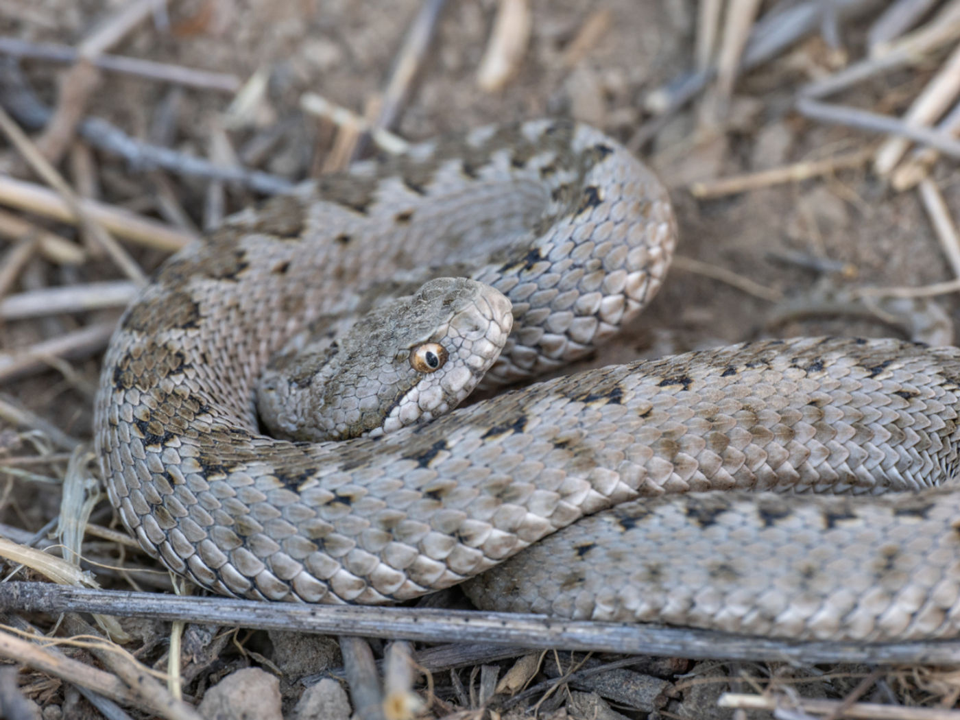 Steppeadder © Machiel Valkenburg