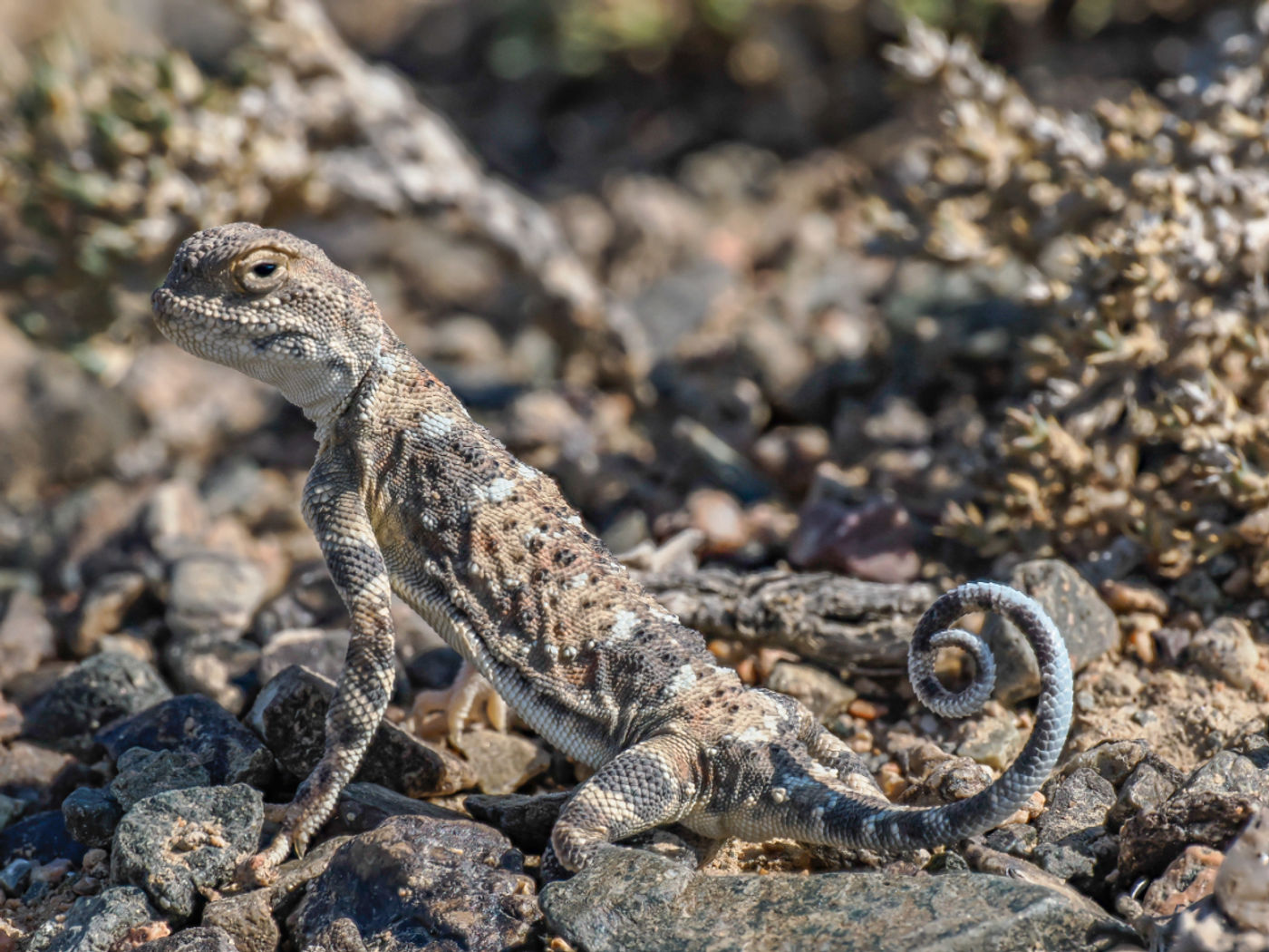 European toad-headed agama © Machiel Valkenburg