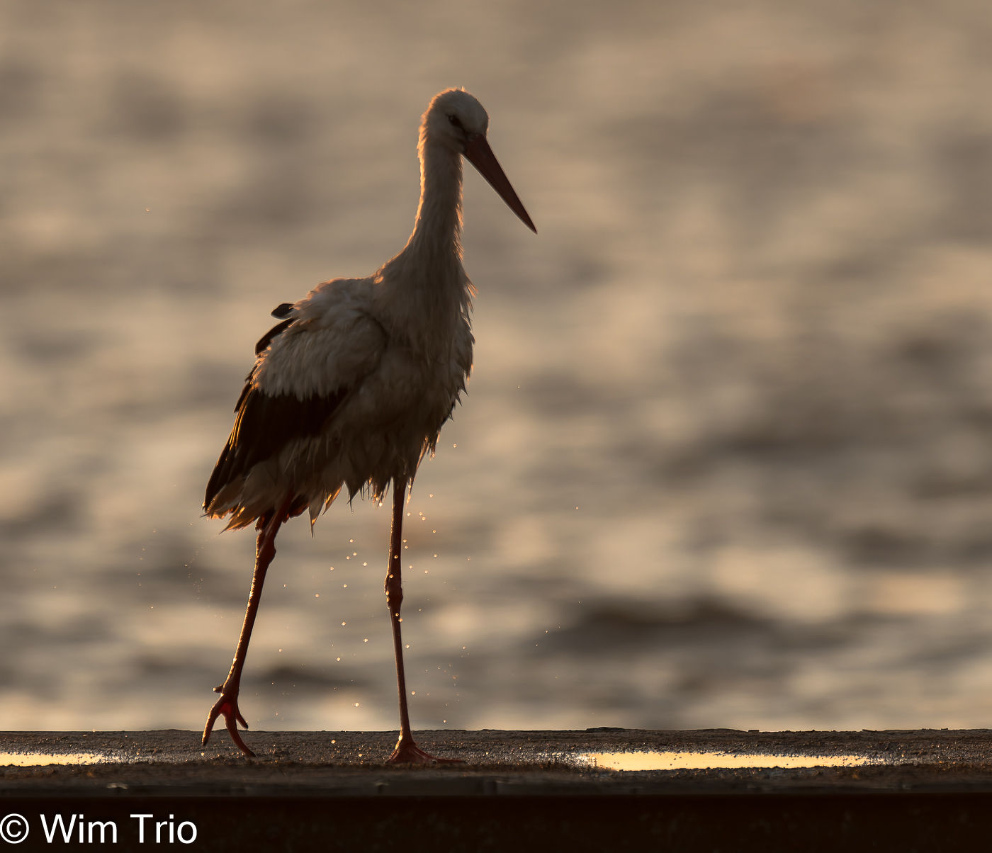 © Wim Trio