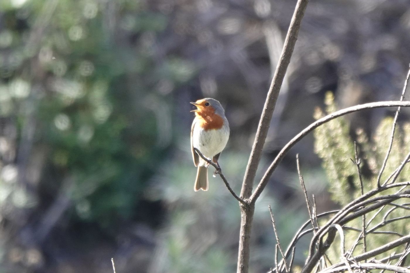© Guido Bossee
