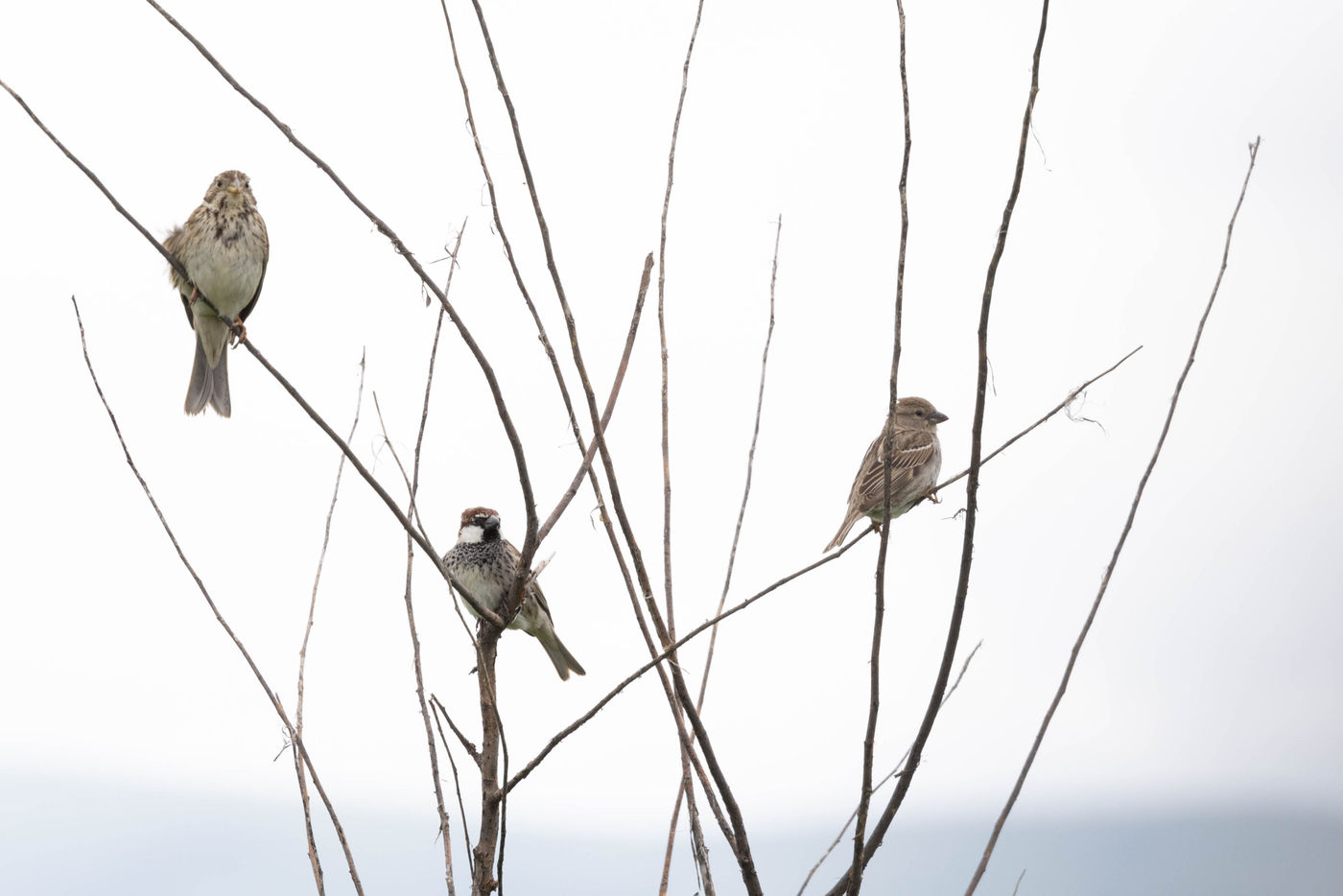 © Mireille Camps