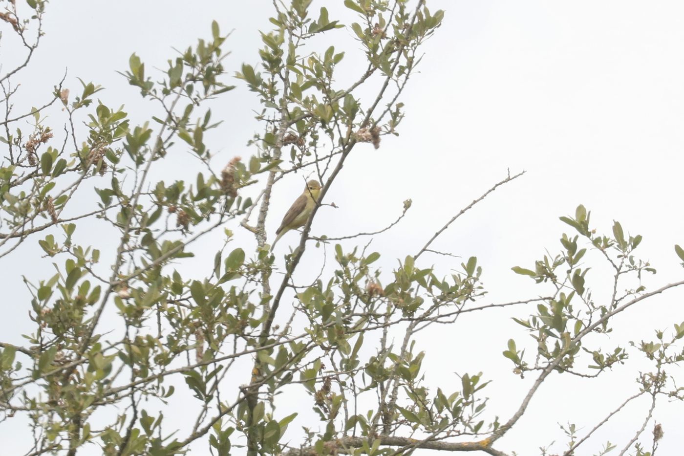 © Luc Bruggeman