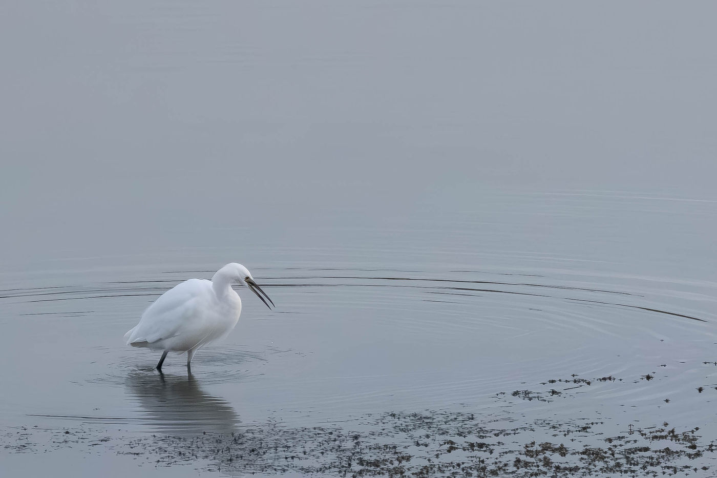© Mireille Camps