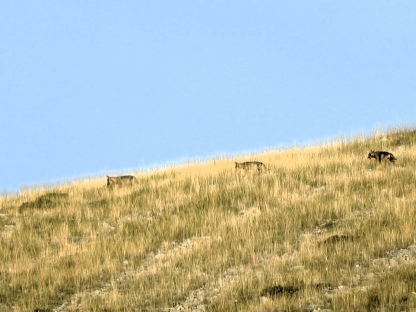 © Mark Kaptein