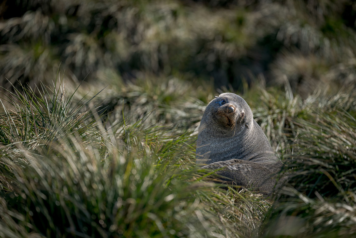 © Christine Van Breusegem