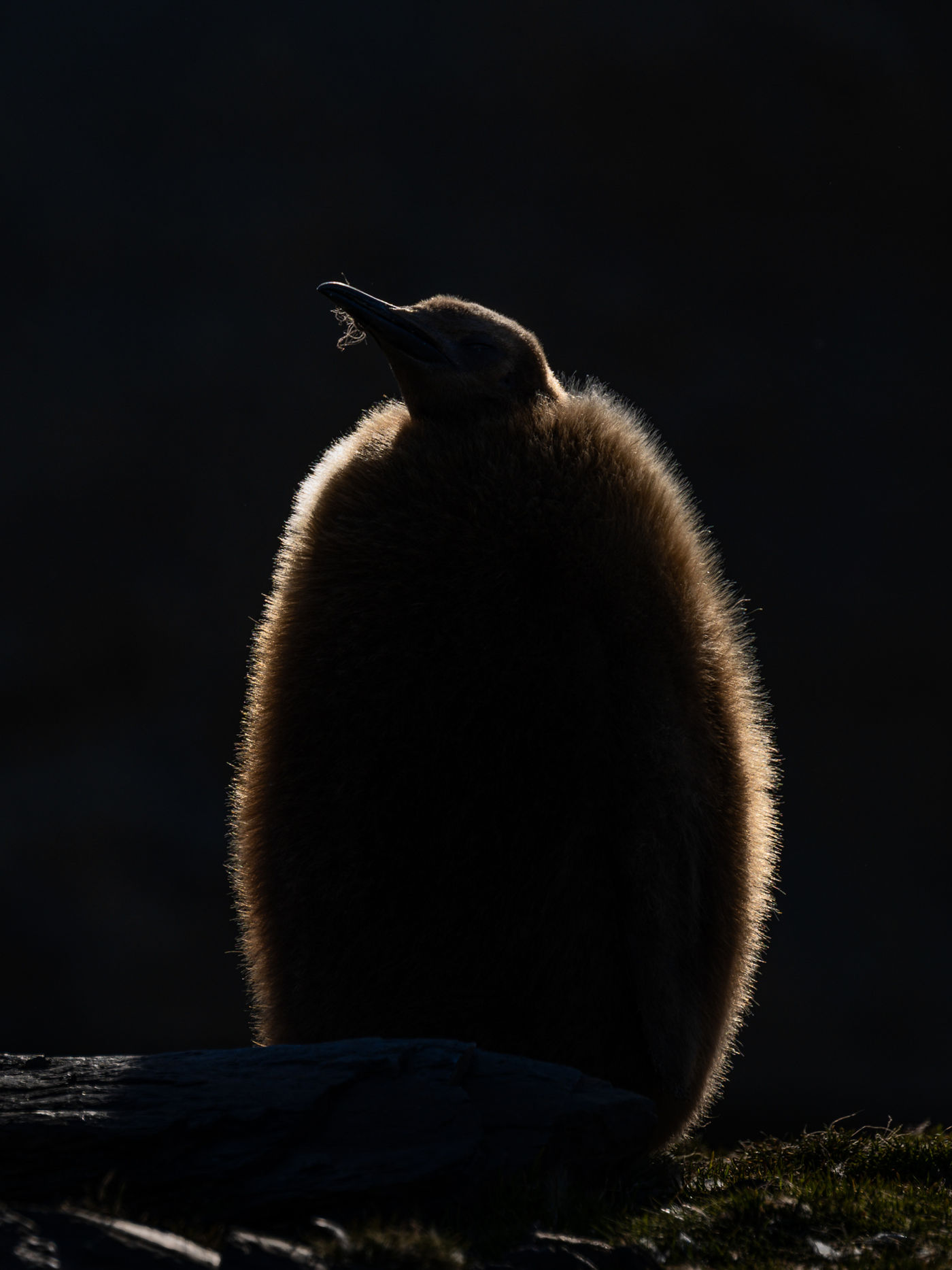 © Christine Van Breusegem