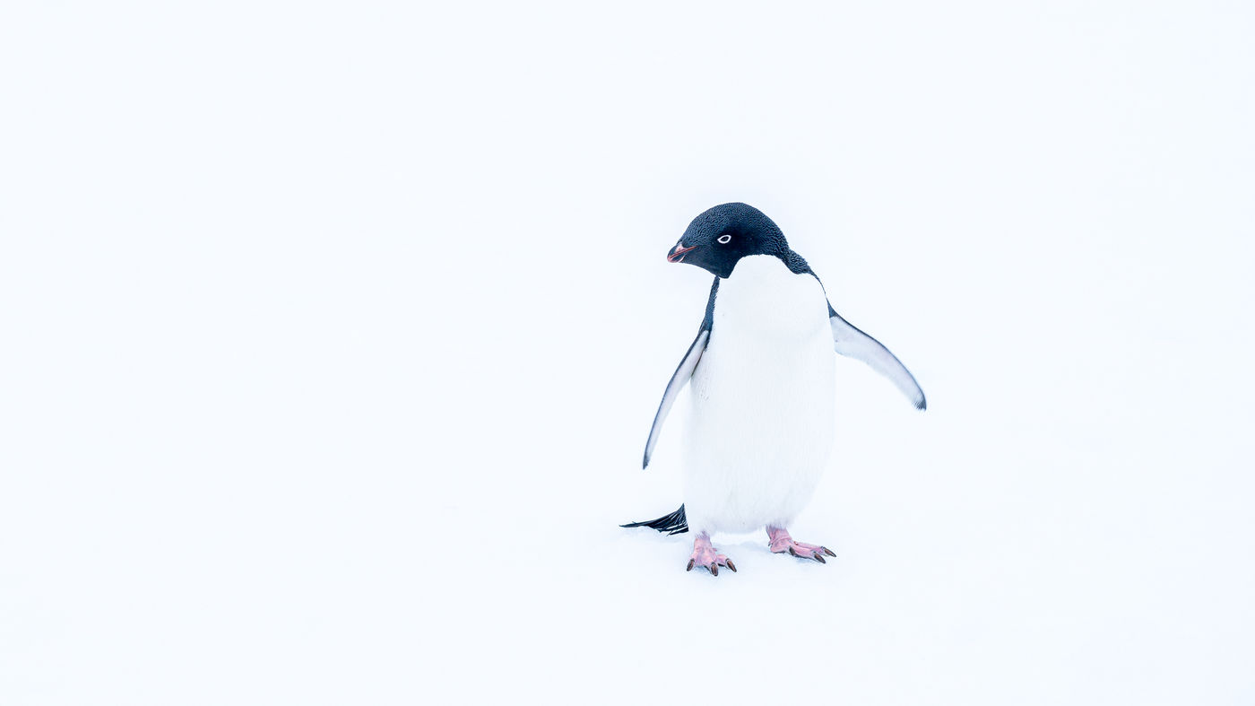 © Christine Van Breusegem