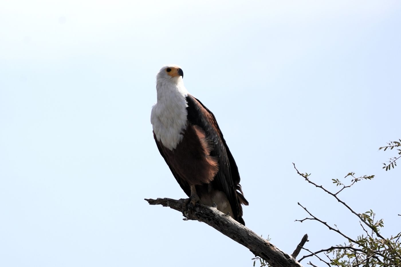 African fish eagle © Frans Geenen