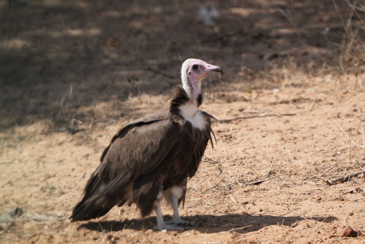 Hooded vulture © Frans Geenen