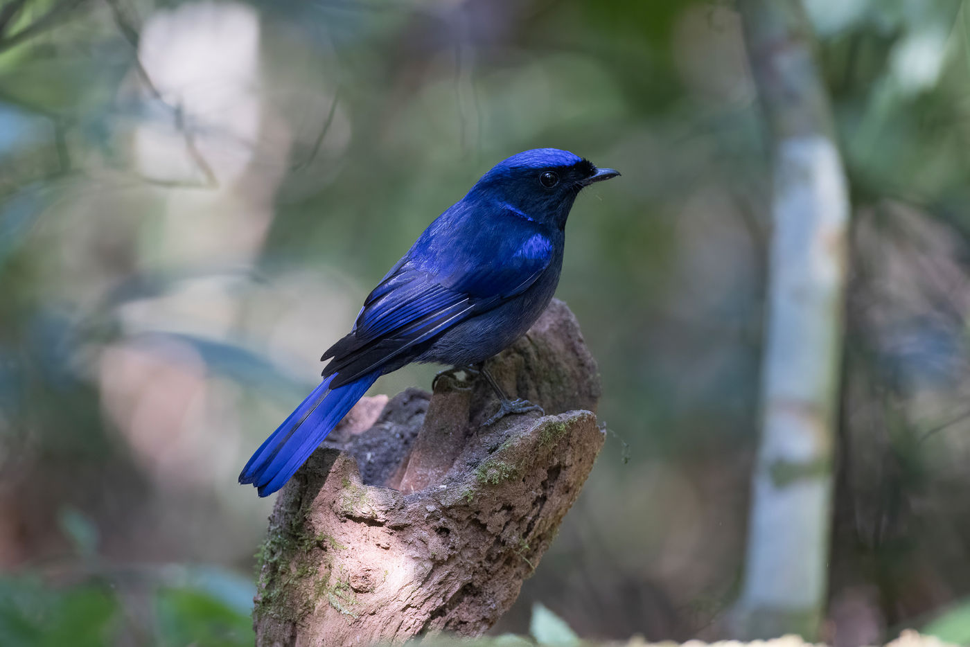 Large niltava © Jan-Peter Kelder