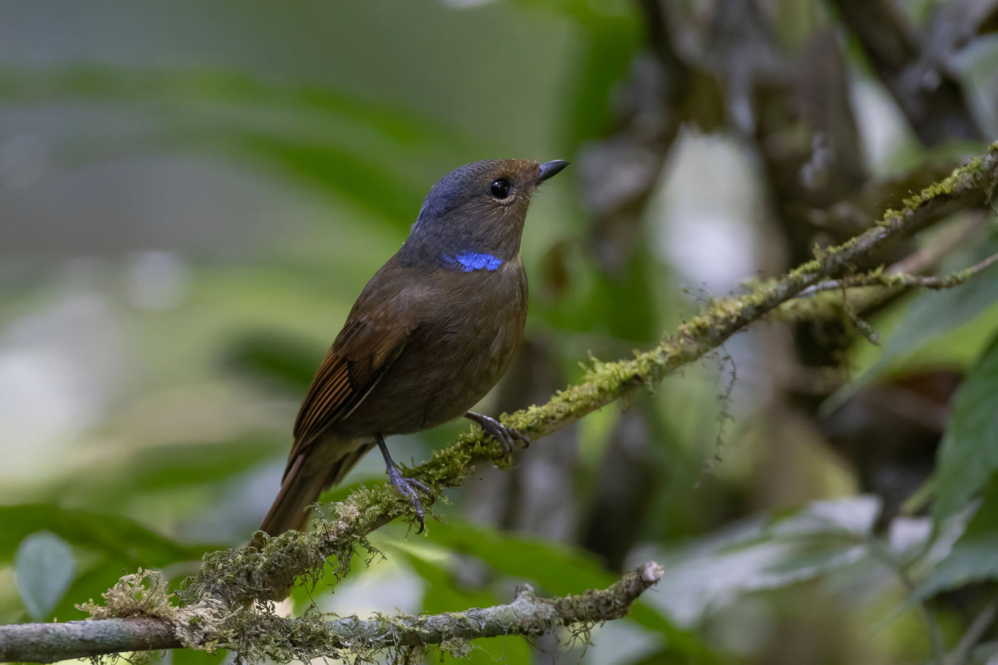 Large niltava female © Jan-Peter Kelder