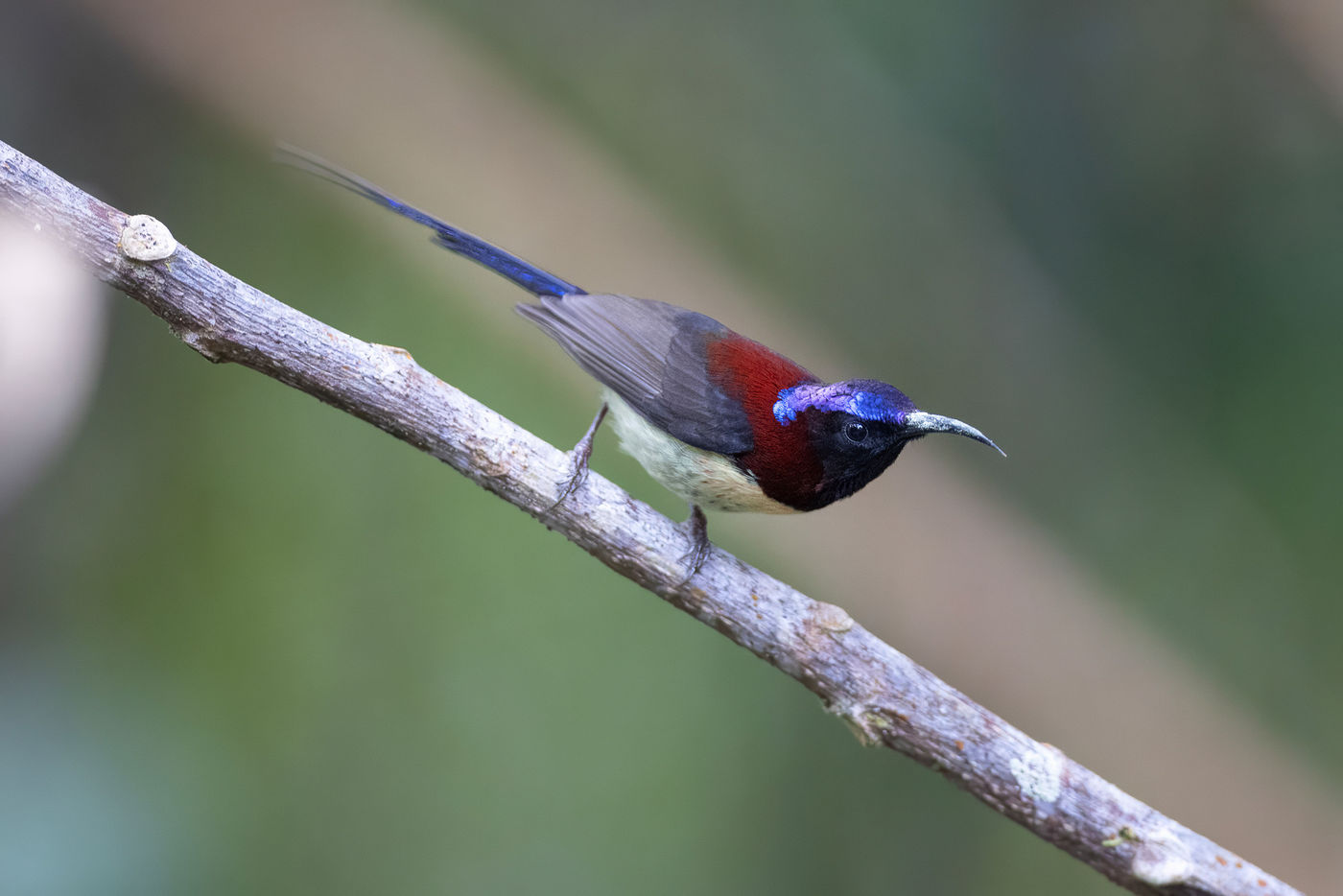 Black-throated sunbird © Jan-Peter Kelder