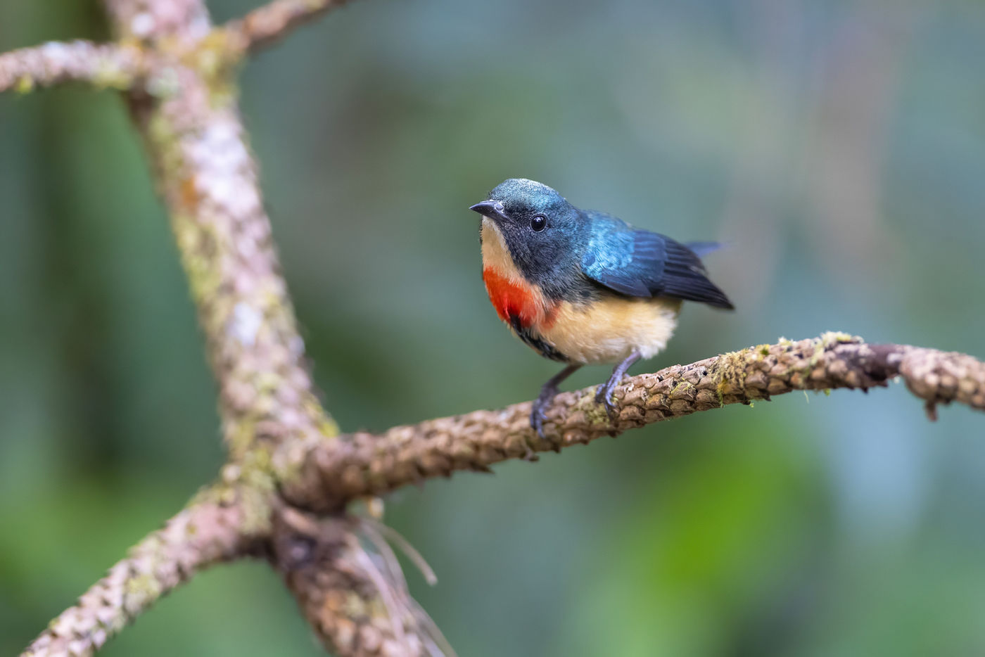 Fire-breasted flowerpecker © Jan-Peter Kelder