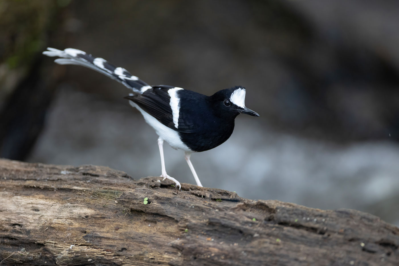 White-crowned forktail © Jan-Peter Kelder
