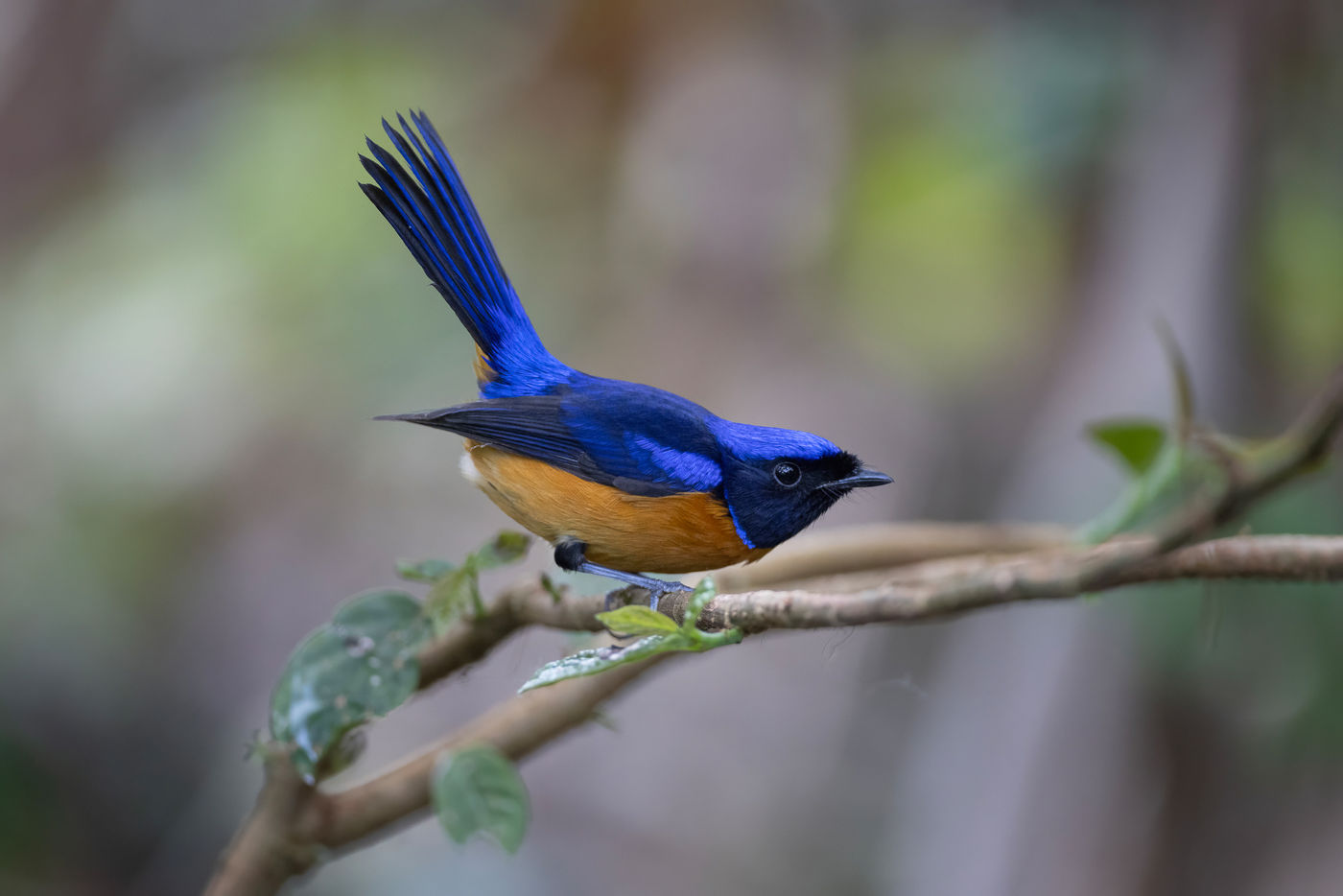 Rufous-bellied niltava © Jan-Peter Kelder