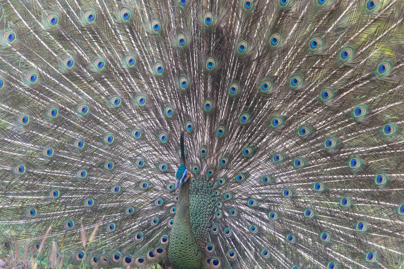 Green peafowl © Jan-Peter Kelder