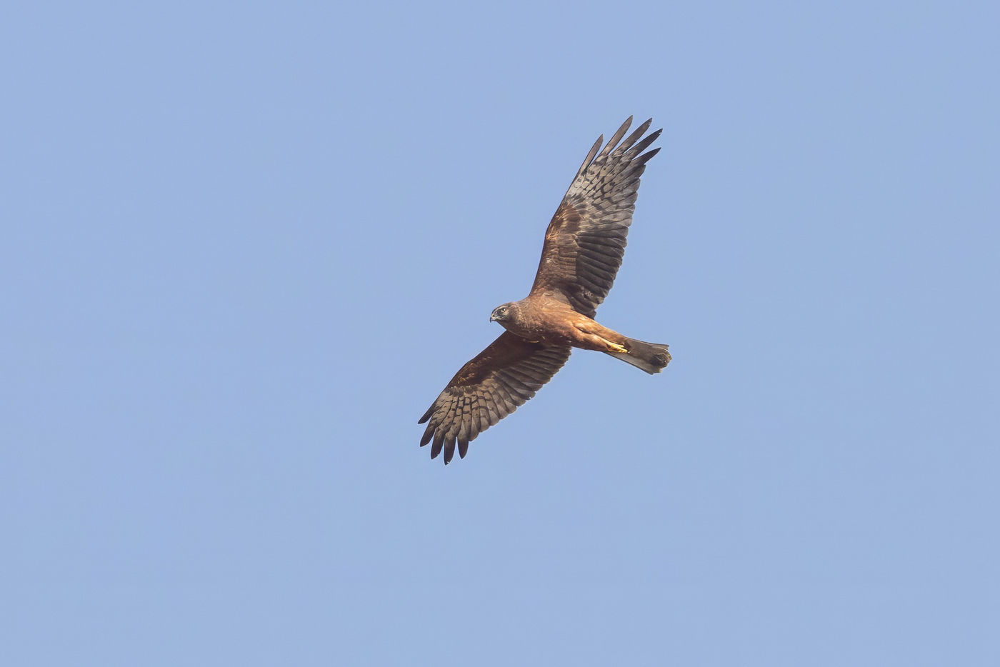 Pied harrier female © Jan-Peter Kelder