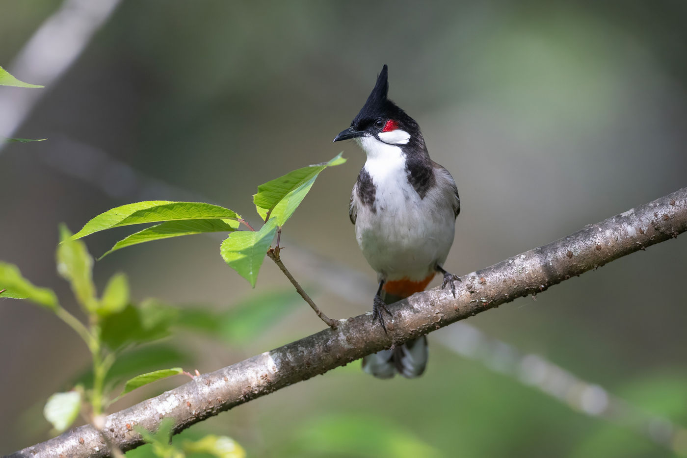 Red-whiskered bulbul © Jan-Peter Kelder