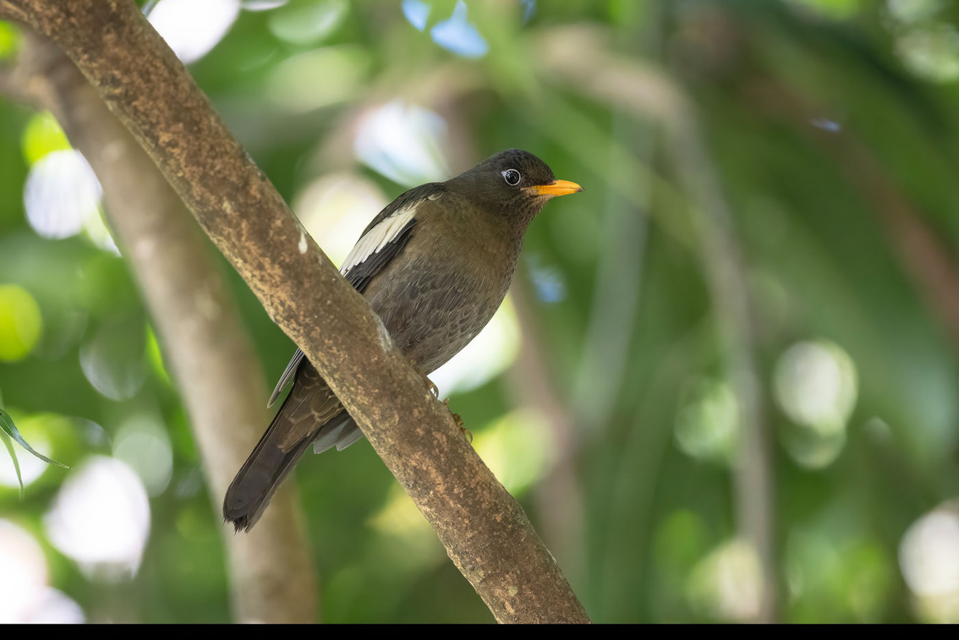 Grey-winged blackbird © Jan-Peter Kelder