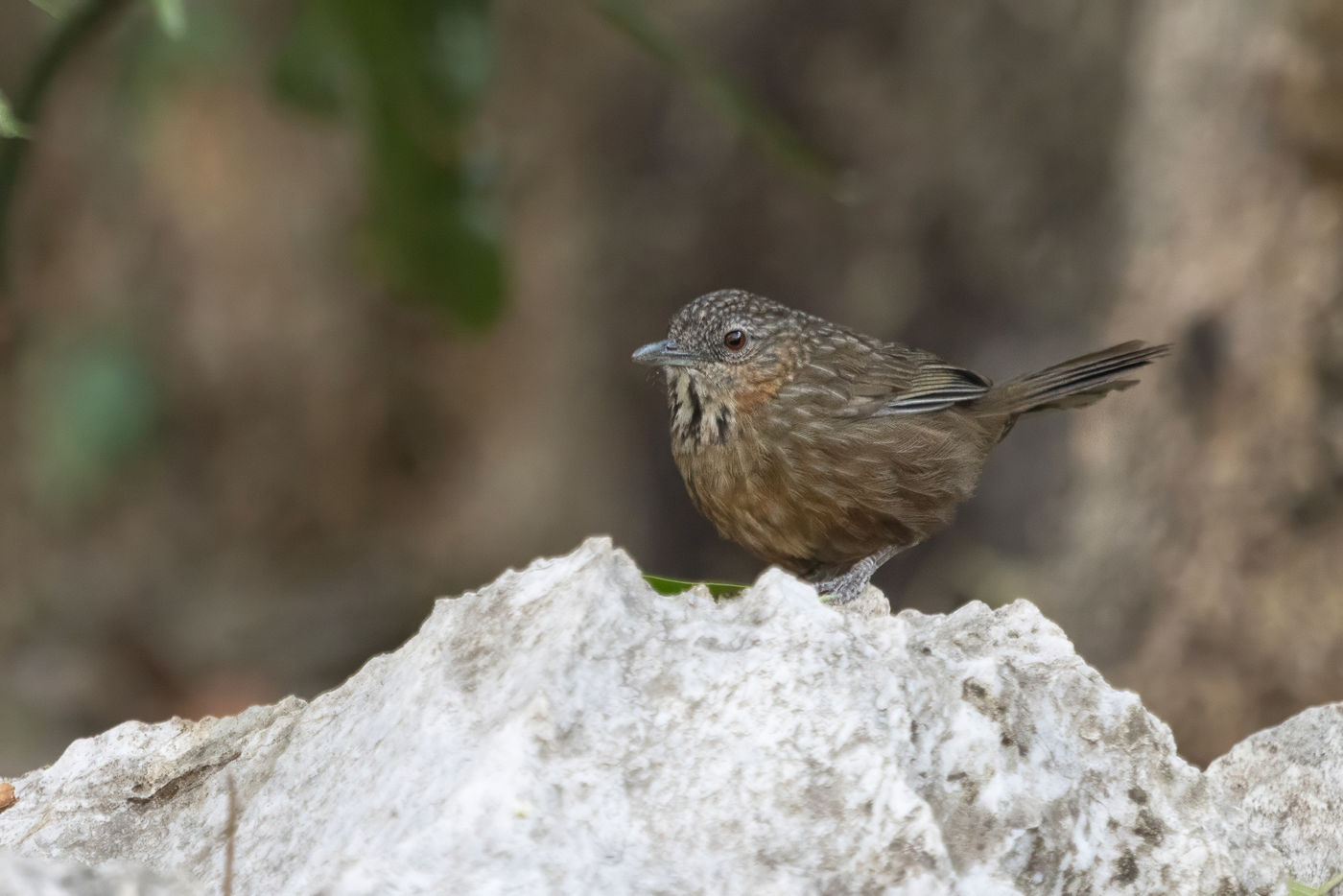 Rufous limestone babbler © Jan-Peter Kelder