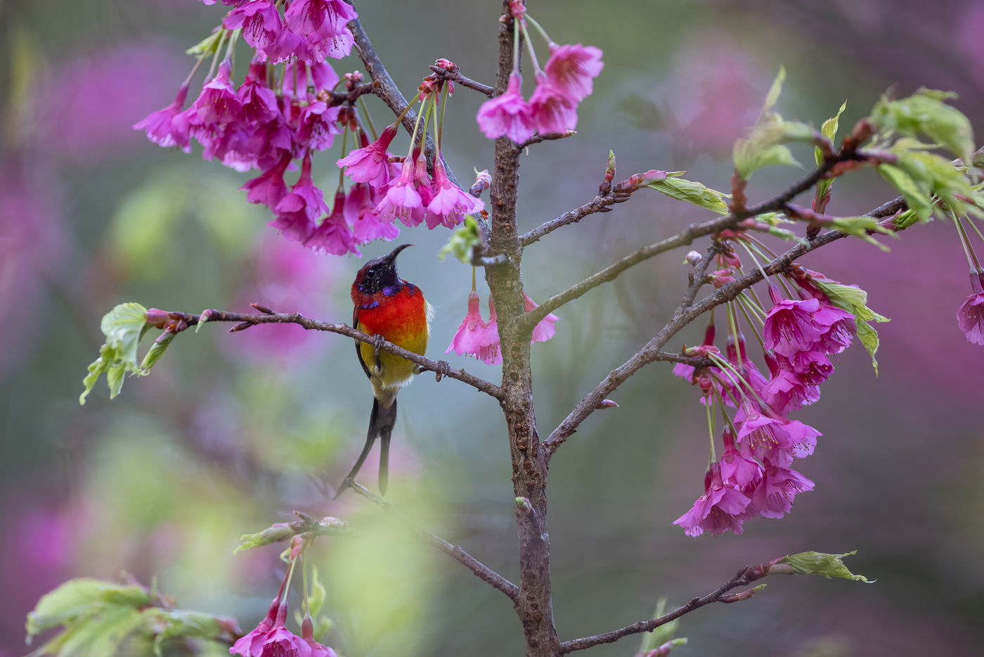 Mrs gould's sunbird © Jan-Peter Kelder
