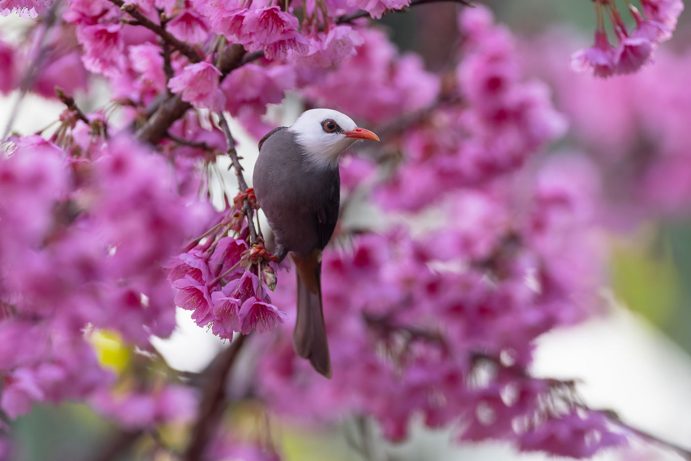 White-headed bulbul © Jan-Peter Kelder