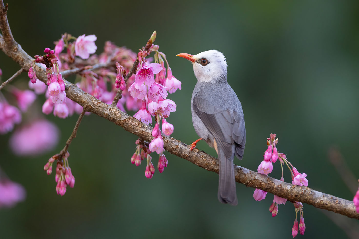 White-headed bulbul © Jan-Peter Kelder