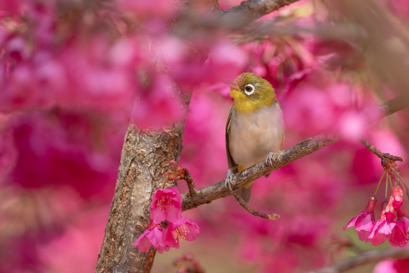 Chestnut-flanked white eye © Jan-Peter Kelder
