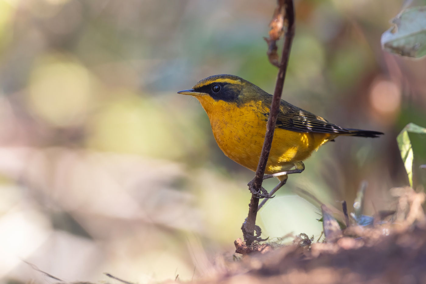 Golden bush robin © Jan-Peter Kelder