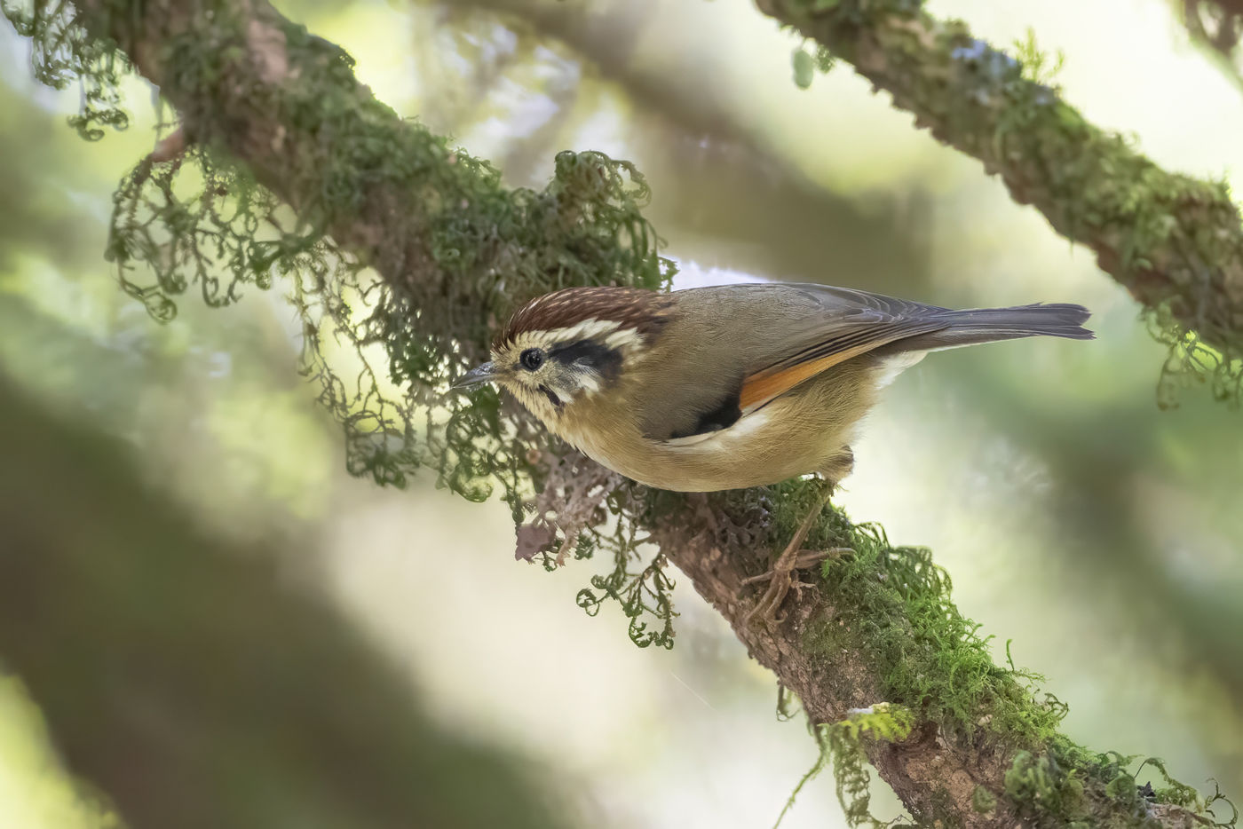 Rufous-winged fulvetta © Jan-Peter Kelder