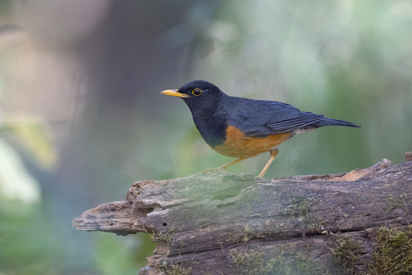 Black-breasted thrush © Jan-Peter Kelder