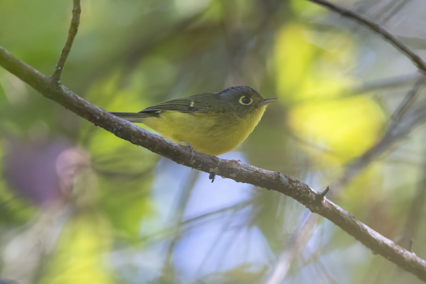 White-spectacled warbler © Jan-Peter Kelder