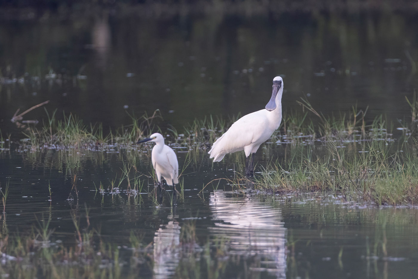 Black-faced spoonbill © Jan-Peter Kelder