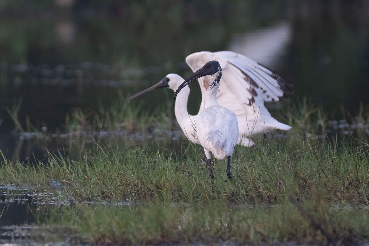 Black-faced spoonbill © Jan-Peter Kelder