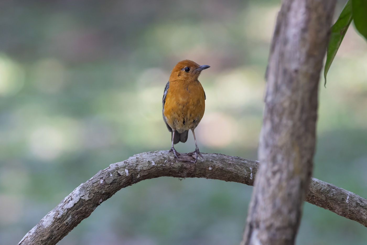Orange-headed thrush © Jan-Peter Kelder
