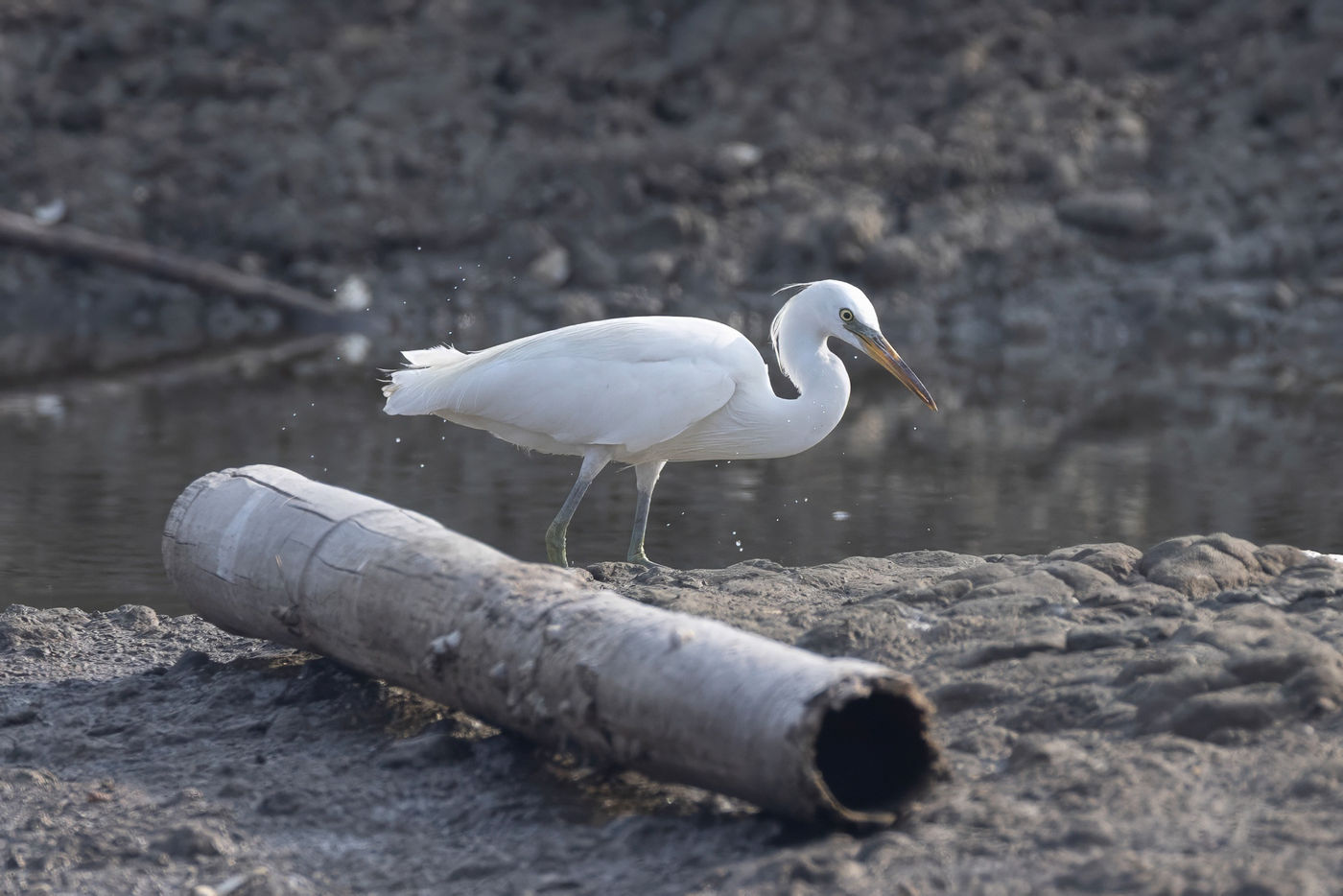 Chinese egret © Jan-Peter Kelder