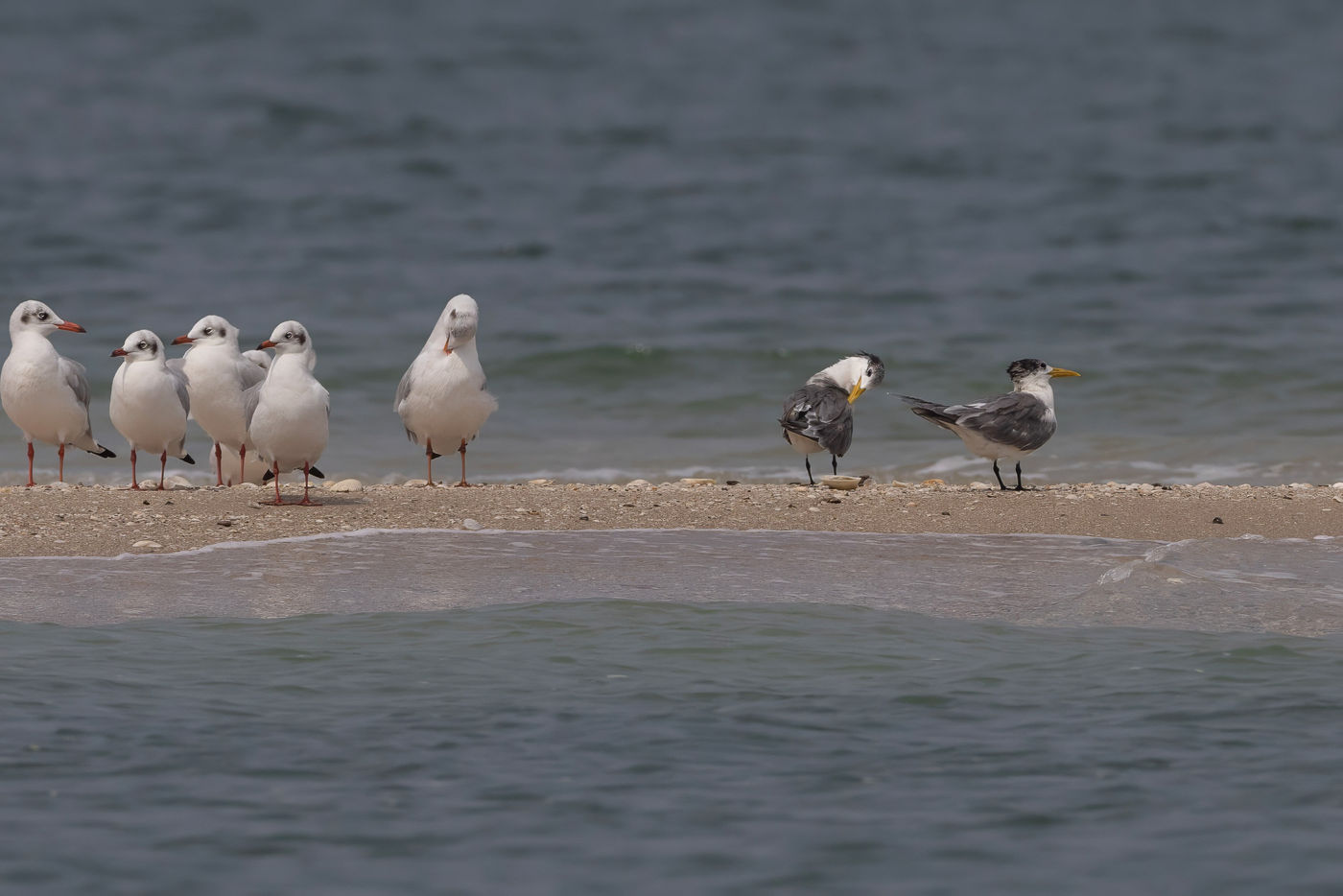 Greater crested tern © Jan-Peter Kelder
