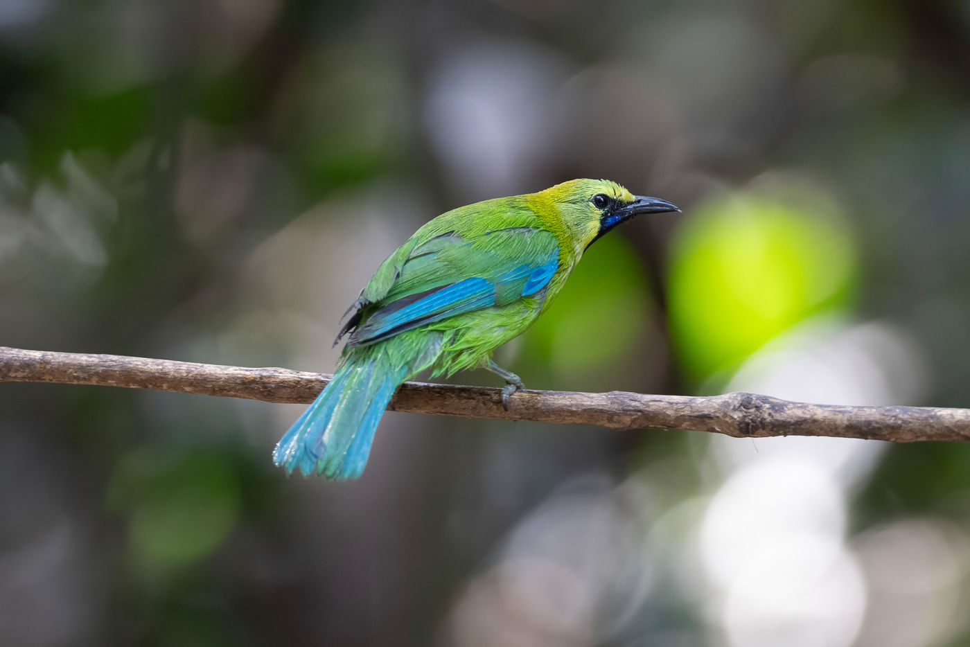Blue-winged leafbird © Jan-Peter Kelder