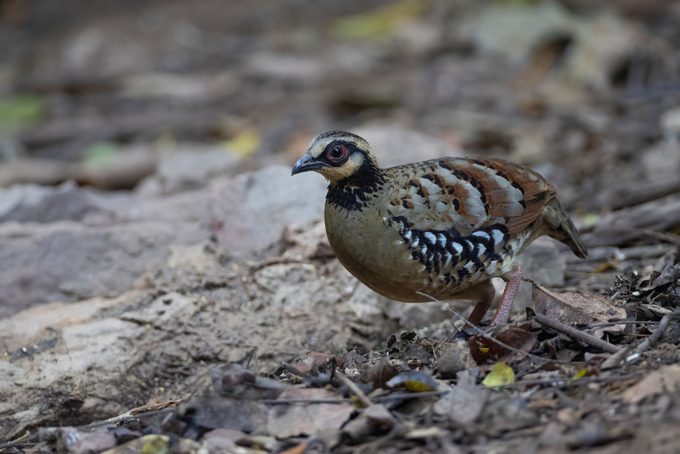 Bar-backed partridge © Jan-Peter Kelder