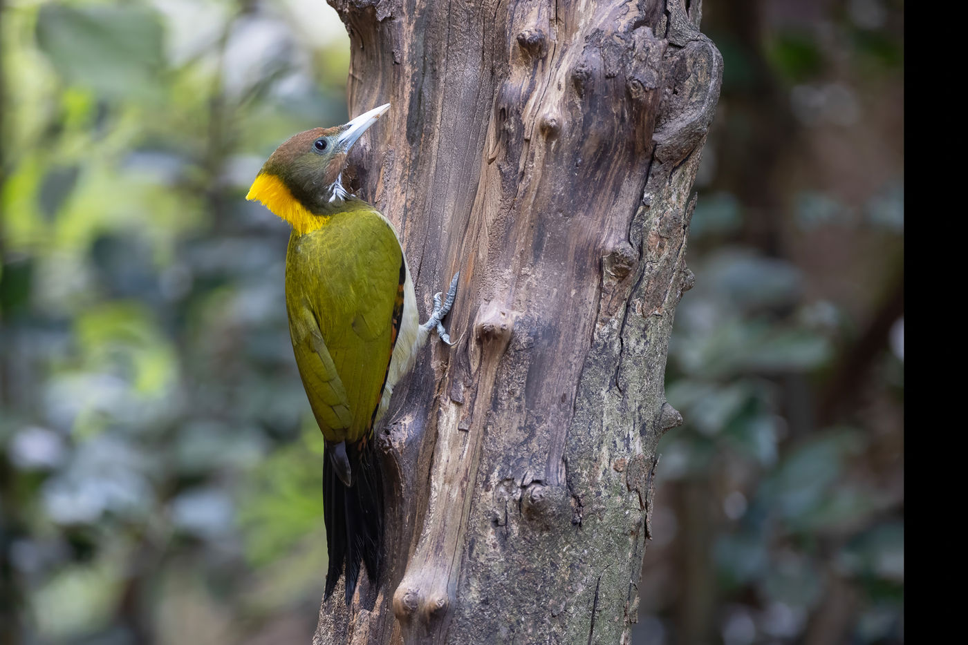 Greater yellownape © Jan-Peter Kelder