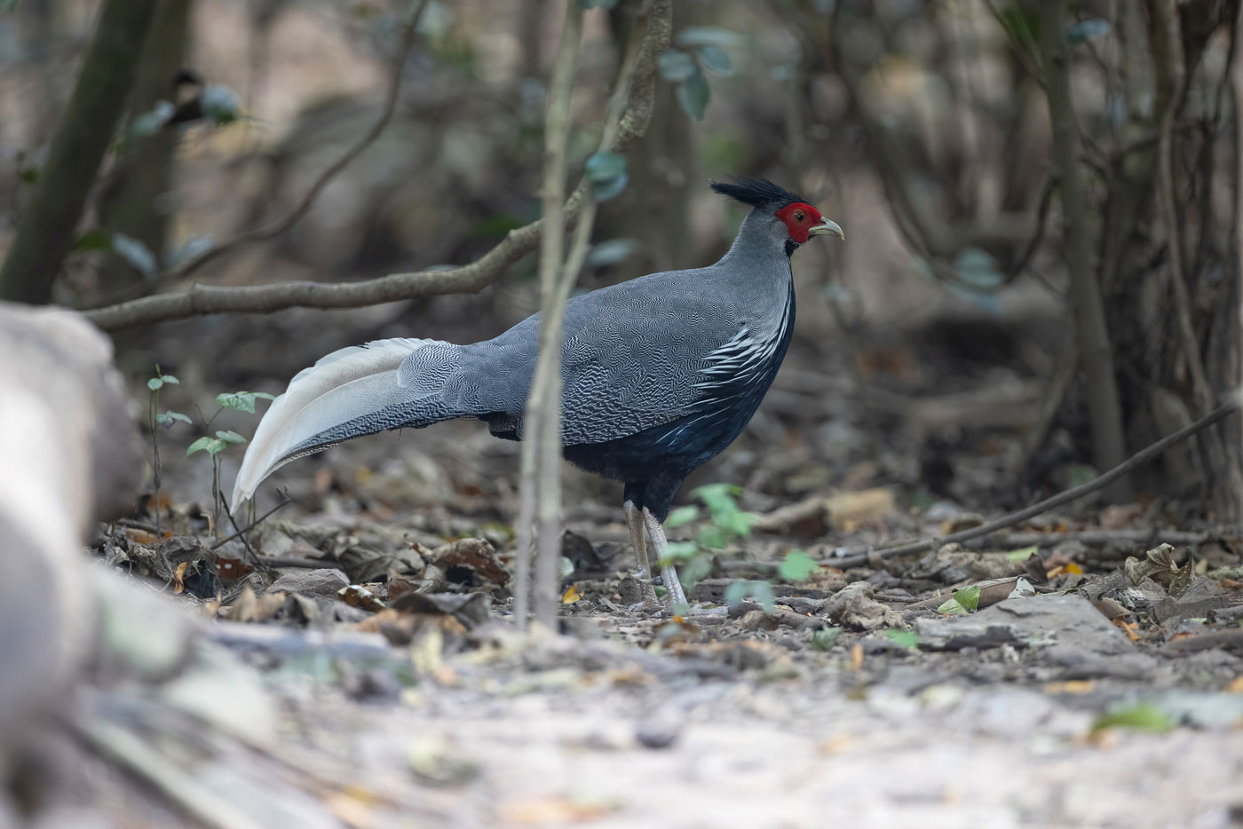Kalij's pheasant © Jan-Peter Kelder