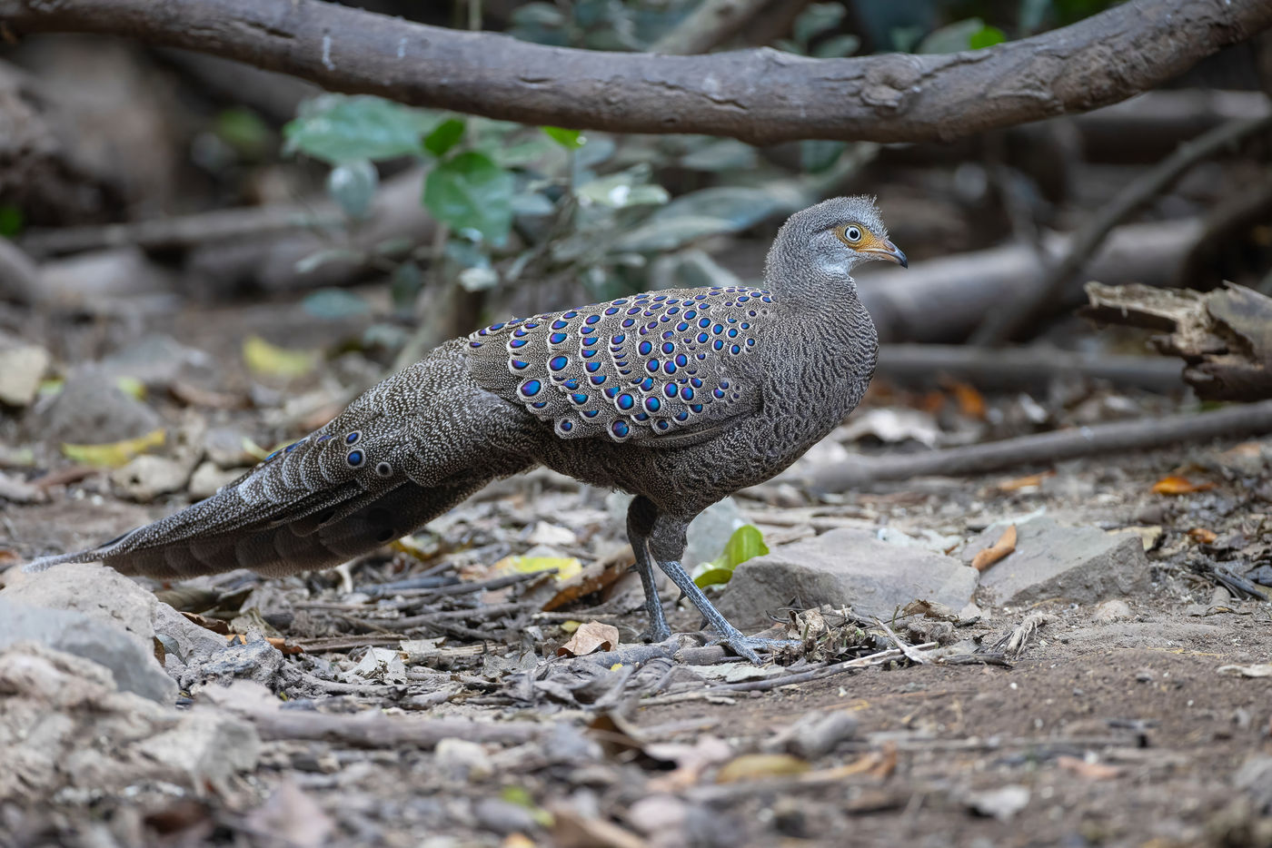 Grey-peacock pheasant © Jan-Peter Kelder